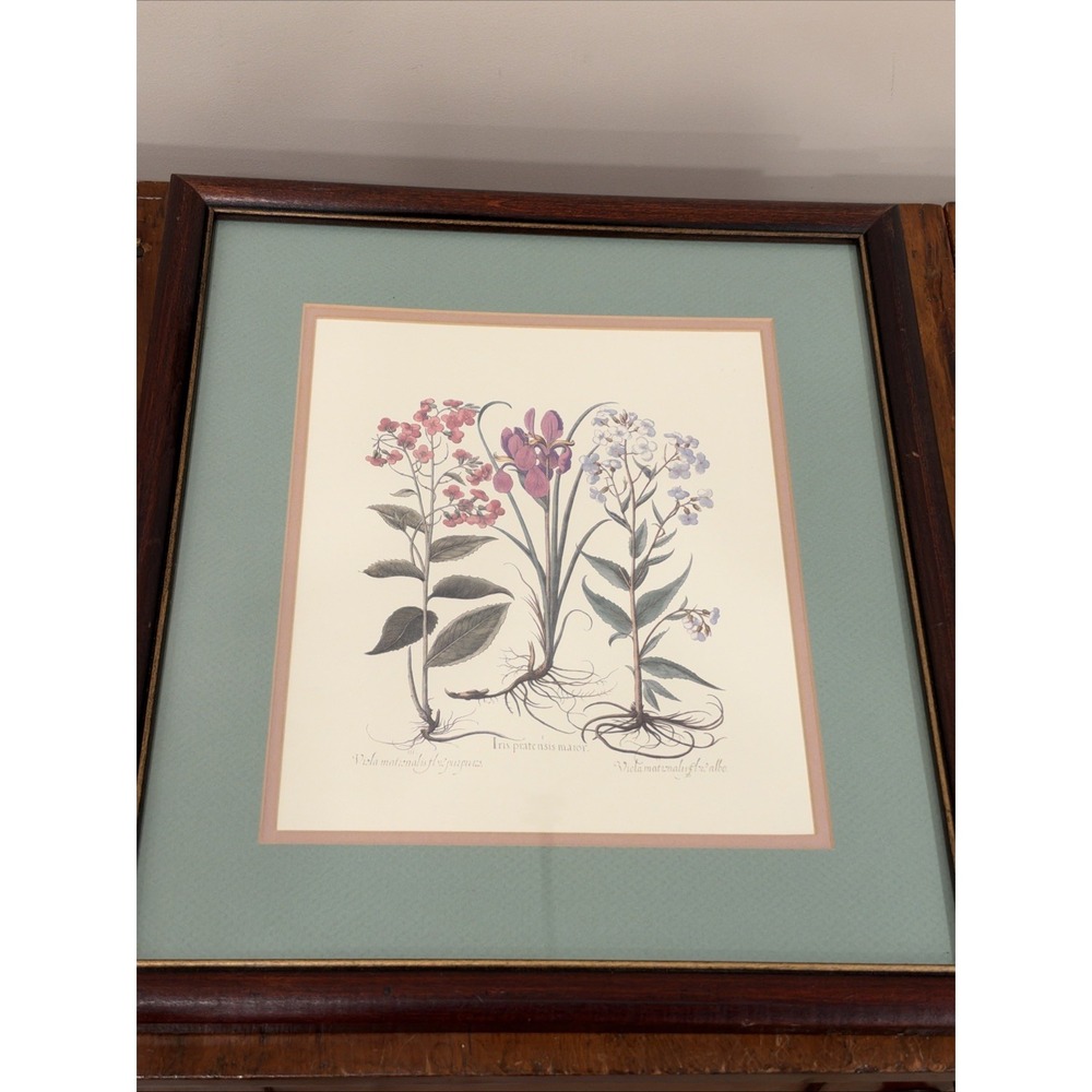 Framed Botanical Print Of Antique Plate of 3 Flower Species Basilius Besler